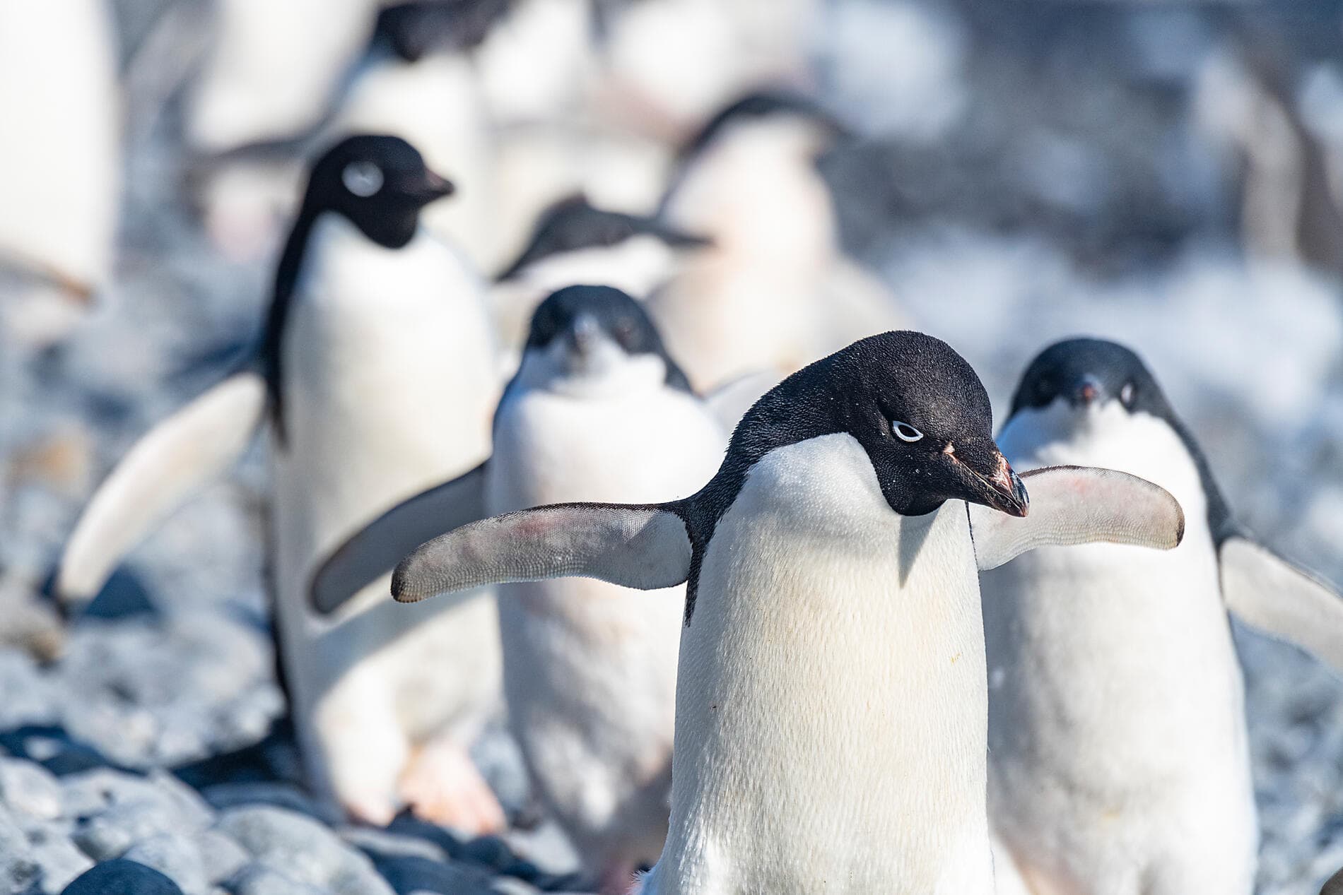 Voyage en terres australes et péninsule Valdés