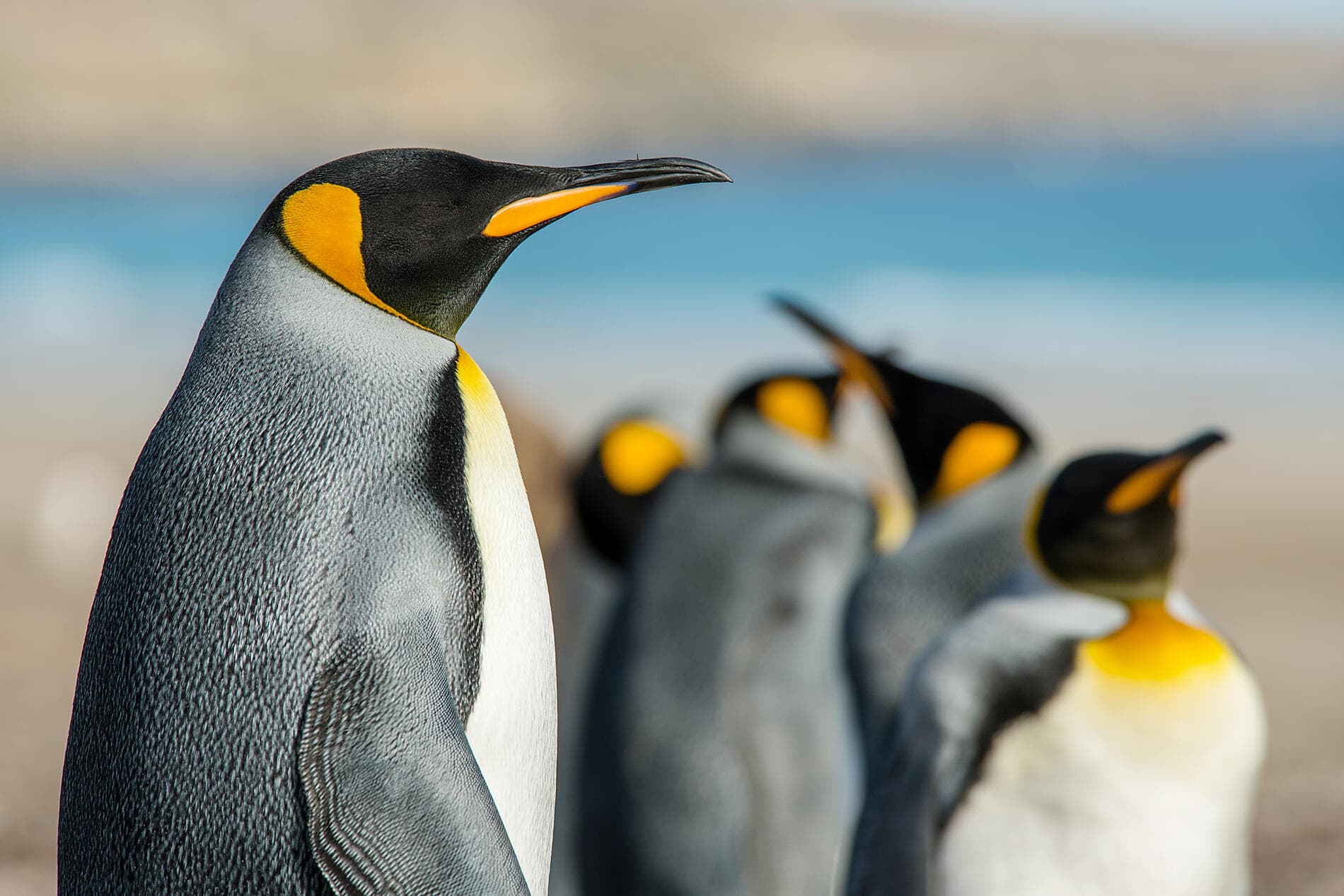 Voyage en terres australes et péninsule Valdés