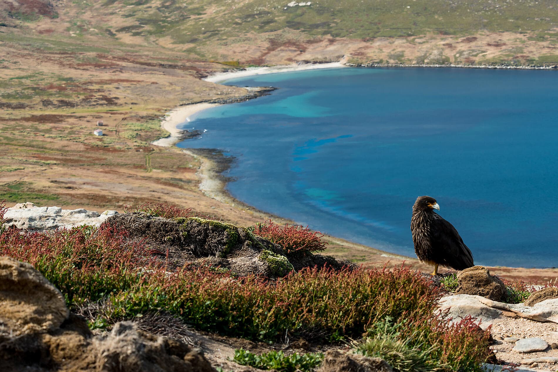Voyage en terres australes et péninsule Valdés