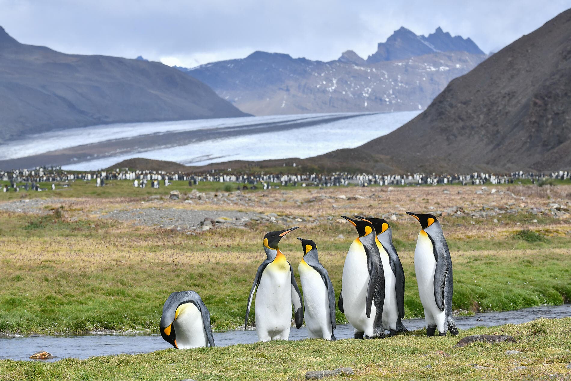 Voyage en terres australes et péninsule Valdés