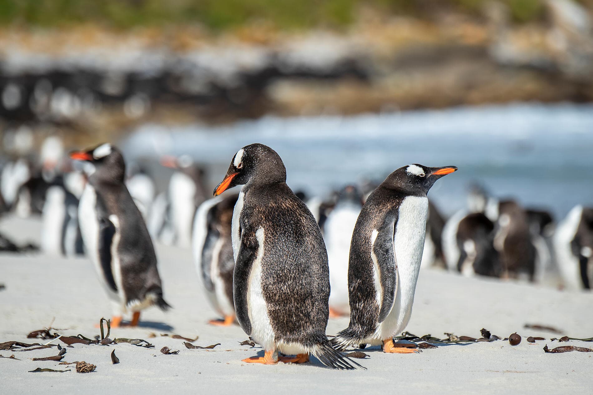 Voyage en terres australes et péninsule Valdés