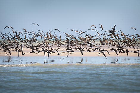 10 Juil 26 - Îles Lacépède