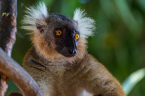 26 Déc 26 - Nosy Komba