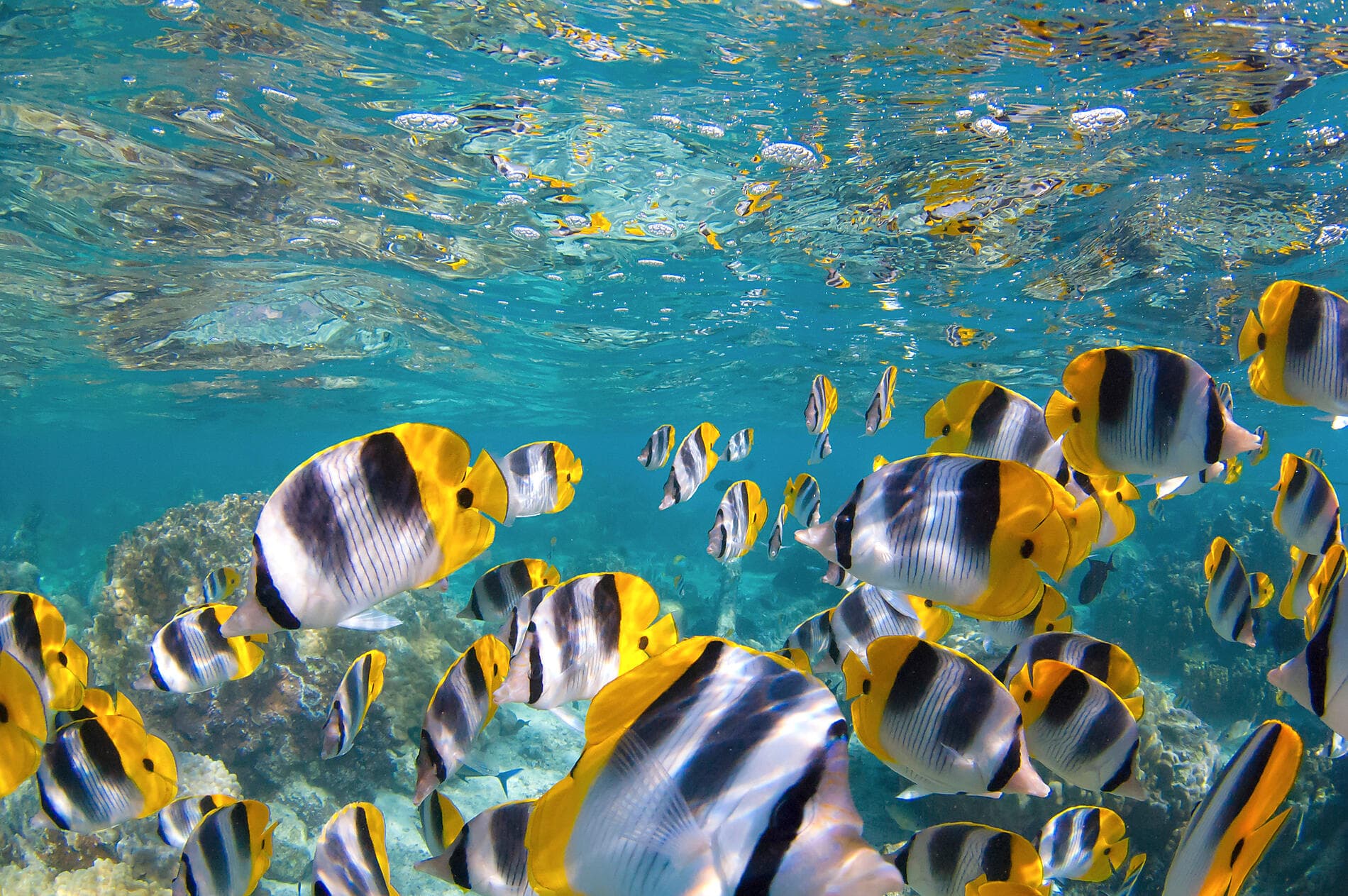 Escapade gastronomique dans les Caraïbes