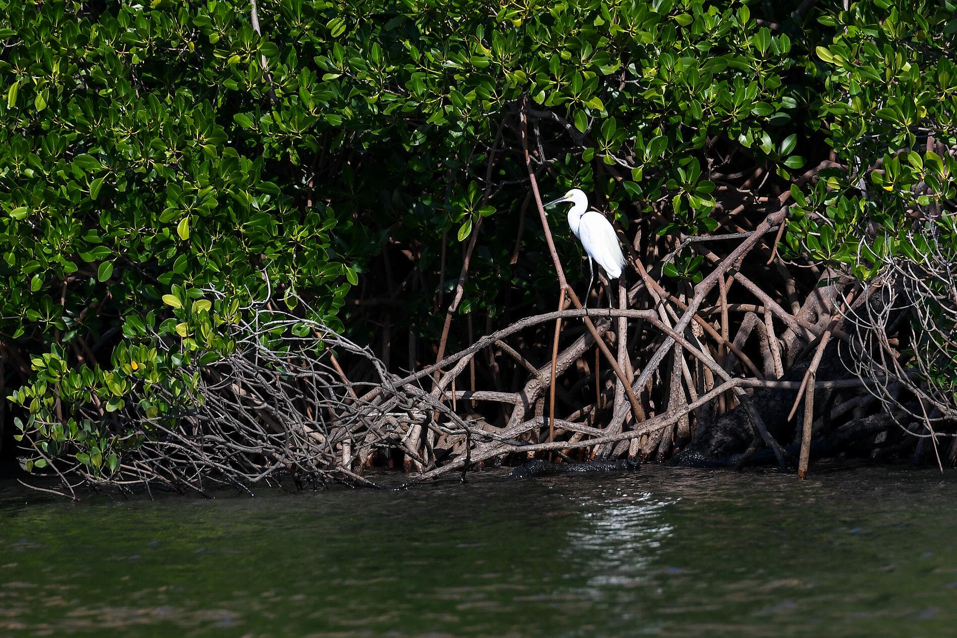 Le Kimberley emblématique