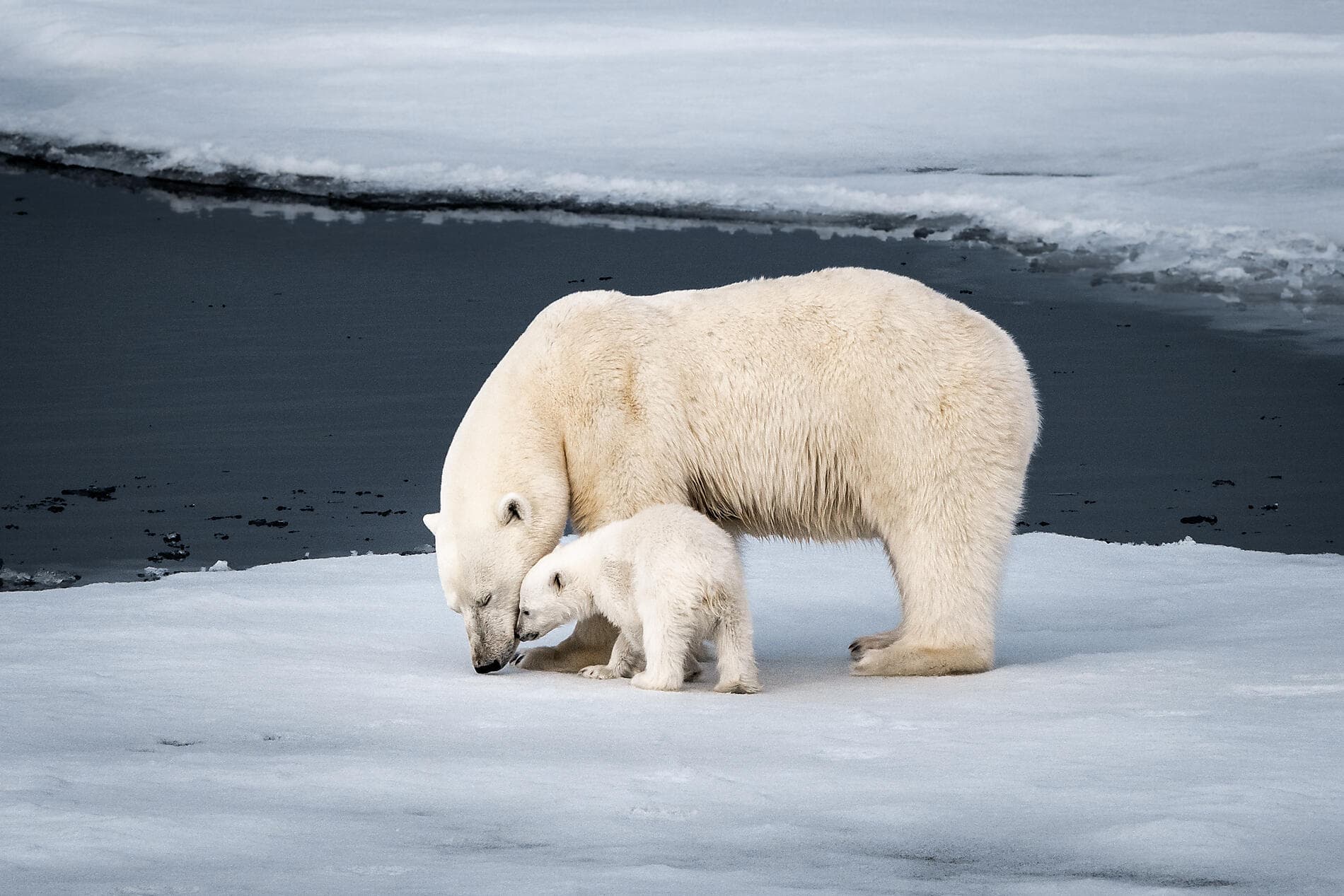 Printemps inuit d'Ammassalik