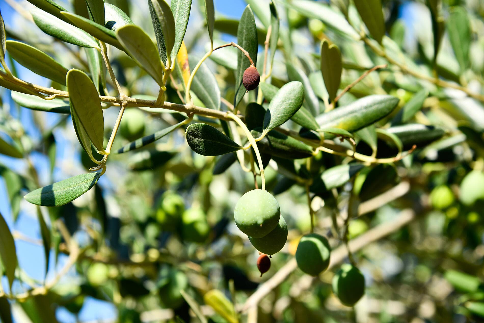 Croisière de la fidélité - La Méditerranée : empreintes des grandes civilisations