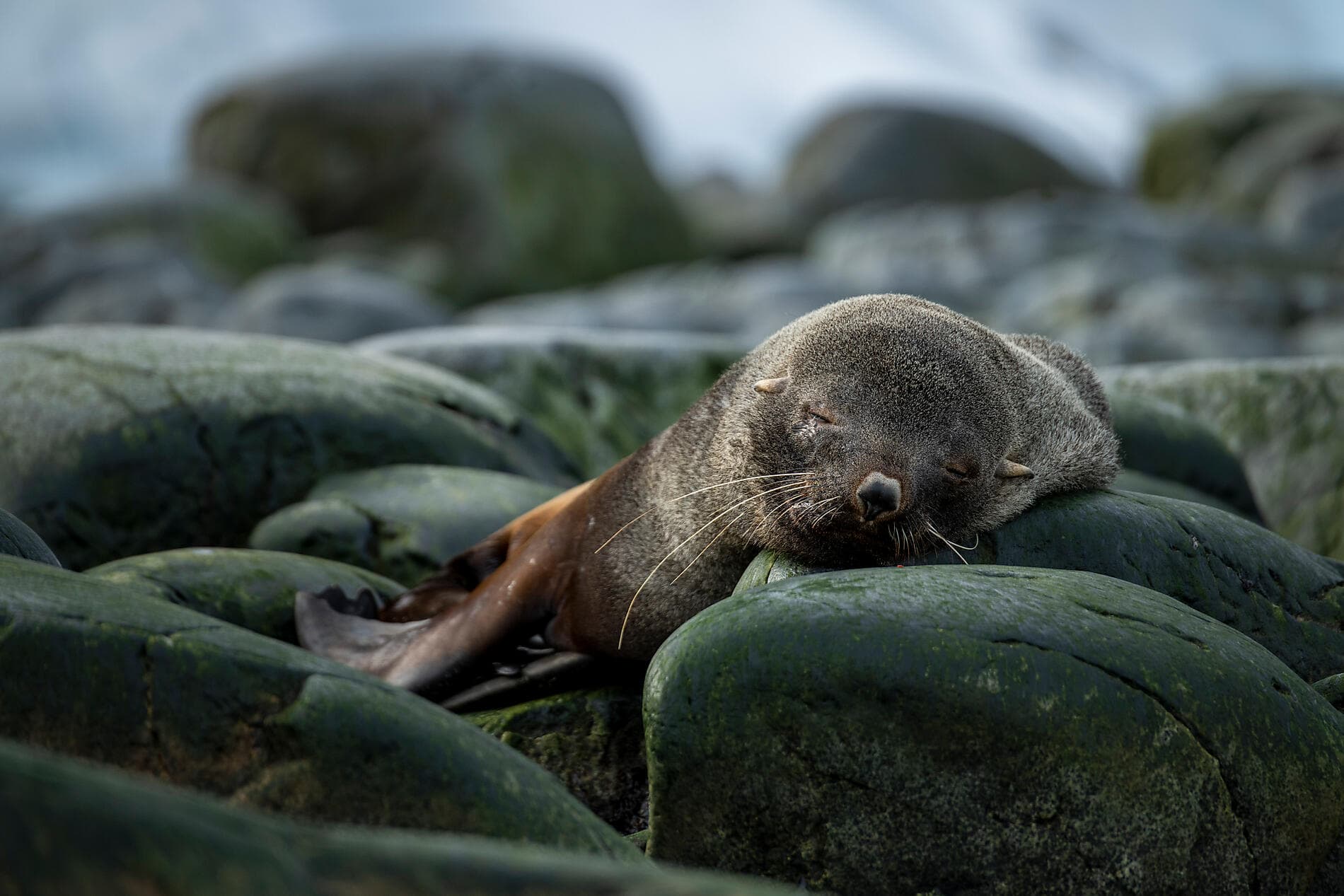 Côte est inexplorée de l'Antarctique et terres australes françaises
